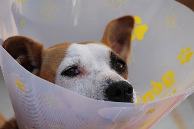 Benefits of Laser Surgery for Pets