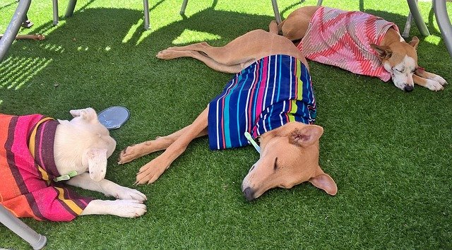 Arnold Pet Station Pet Tips for the Summer - Dog image