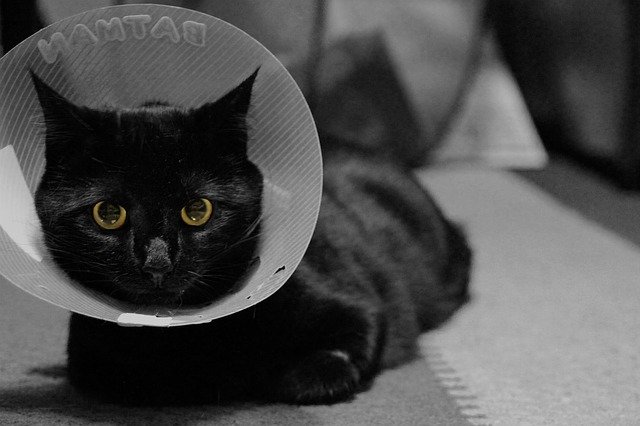 A declawed cat will have to wear a cone of shame around its neck for several days after surgery.