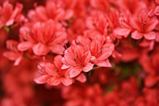 Azaleas are one of many common garden plants known to be highly toxic to cats, dogs, and other pets.