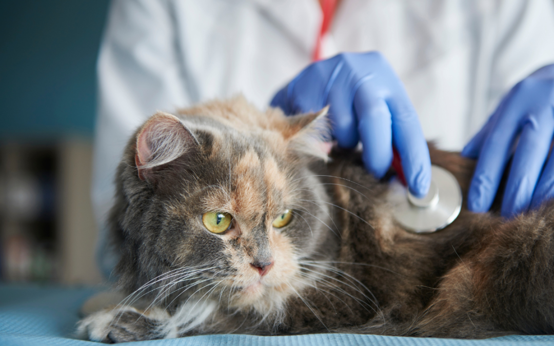 Why Cats Need Regular Veterinary Visits