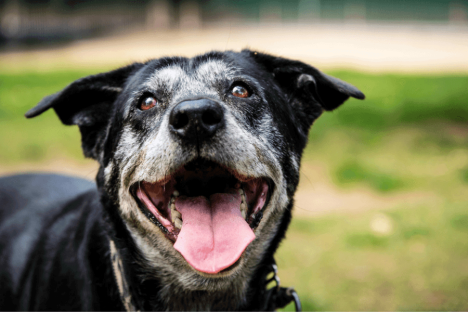 The Importance of Wellness Visits for Senior Pets