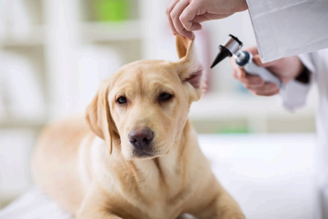 The Importance of Wellness Visits & What to Expect During Your Pet’s Exam